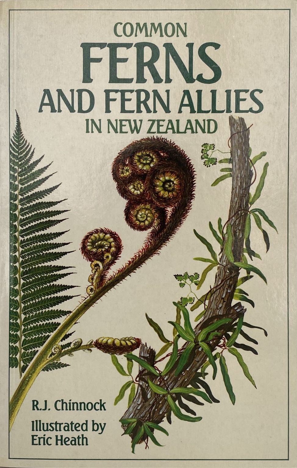 COMMON FERNS AND FERN ALLIES In New Zealand