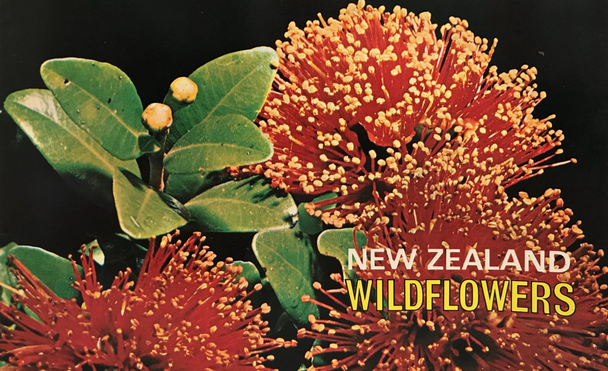 NEW ZEALAND WILDFLOWERS