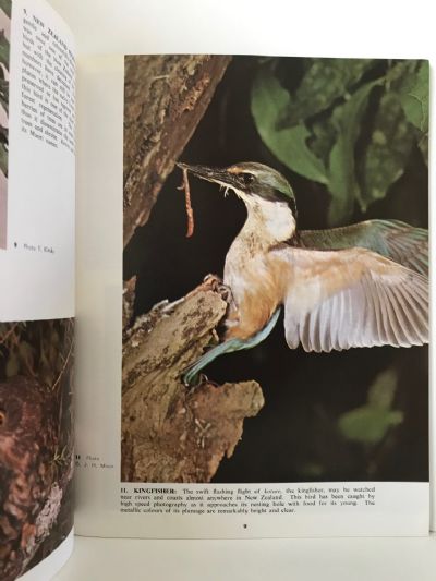 NEW ZEALAND BIRDS AND FLOWERS