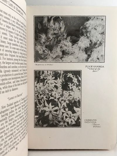 PLANT LIFE IN MAORILAND: A Botanist's Note Book