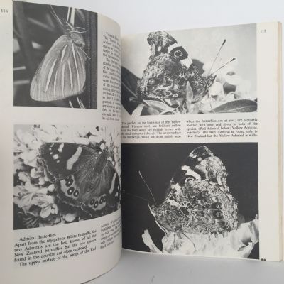 Small Land Animals of New Zealand