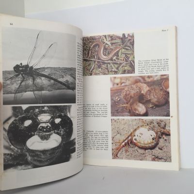 Small Land Animals of New Zealand