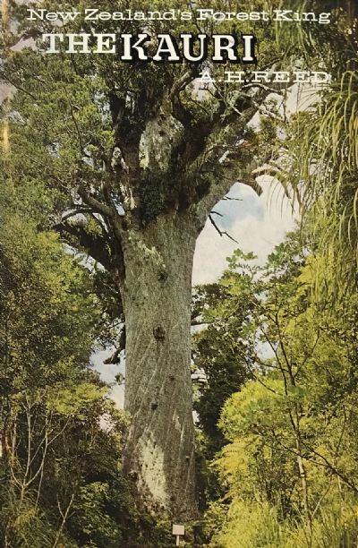 THE KAURI: New Zealand's Forest King 