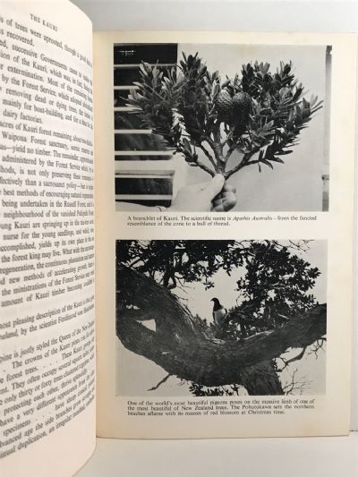 THE KAURI: New Zealand's Forest King