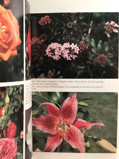 SCENTED PLANTS: A New Zealand Growers Handbook
