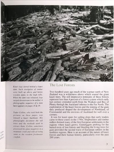 KAURI: Past & Present