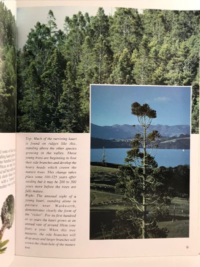 KAURI: Past & Present