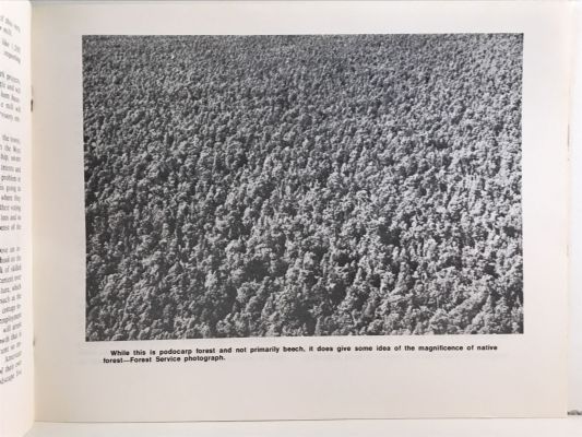 BEECH: Forests in Danger - an inquiry