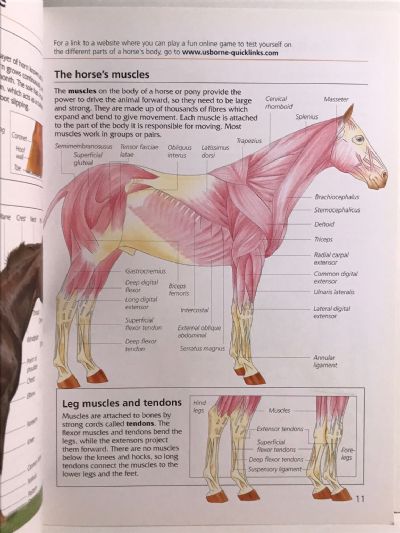 USBORNE DICTIONARY OF HORSES & PONIES: A Complete Guide to Riding and Pony Care