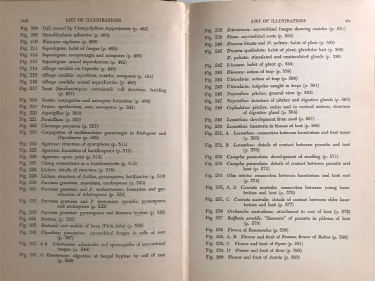 AUSTRALIAN AND NEW ZEALAND BOTANY