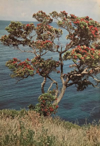 NATURAL HISTORY OF AUCKLAND: An Introduction