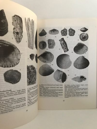 NATURAL HISTORY OF AUCKLAND: An Introduction