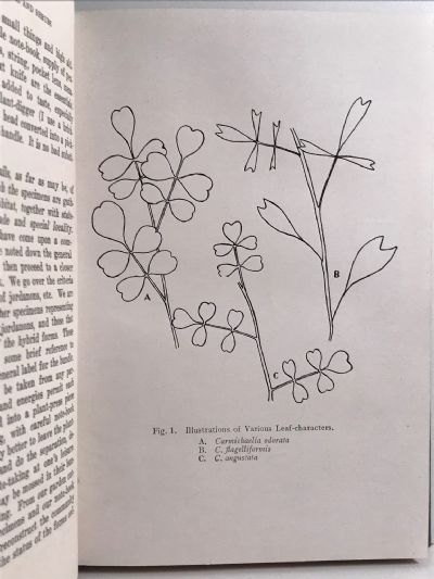 NEW ZEALAND TREES & SHRUBS: How to identify them