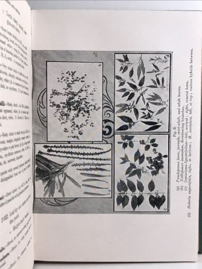 NEW ZEALAND TREES & SHRUBS: How to identify them