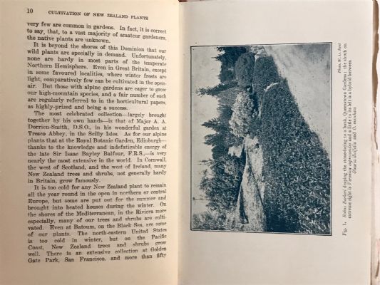 THE CULTIVATION OF NEW ZEALAND PLANTS