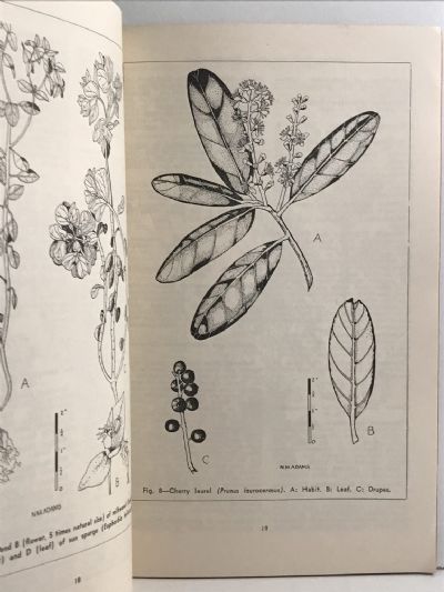 POISONOUS PLANTS IN NEW ZEALAND