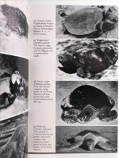 SEA TURTLES: Natural History and Conservation