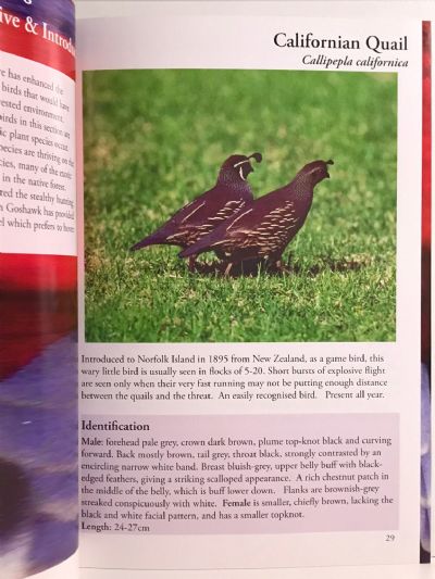 NORFOLK ISLAND...the birds