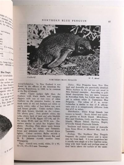 NEW ZEALAND BIRDS