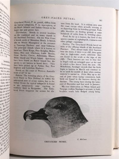 NEW ZEALAND BIRDS