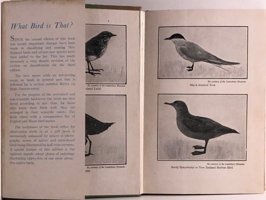 NEW ZEALAND BIRDS and How to Identify Them