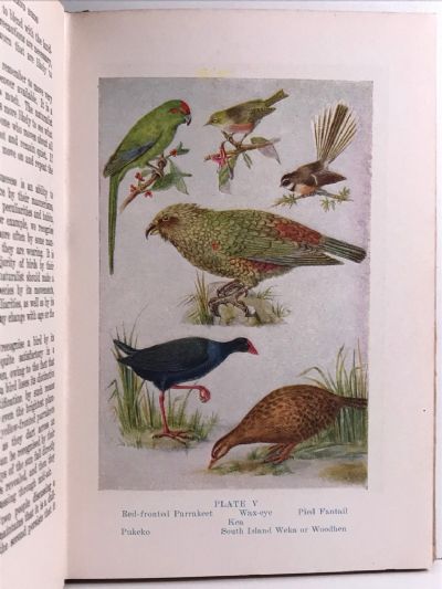 NEW ZEALAND BIRDS and How to Identify Them