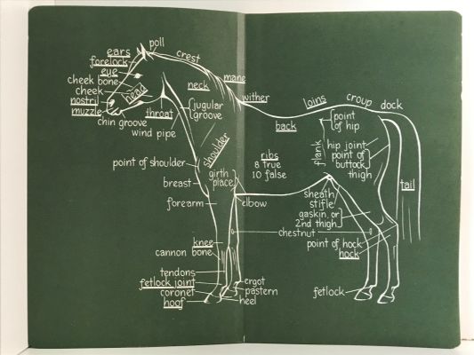 NEW ZEALAND PONY CLUB MANUAL: Number One