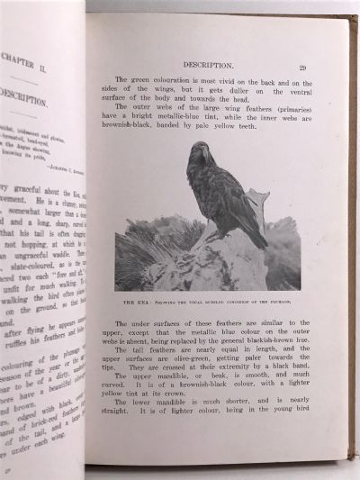 THE KEA: A New Zealand Problem