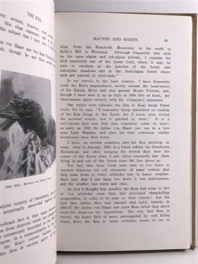 THE KEA: A New Zealand Problem