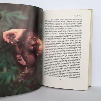 ORANG UTAN: Orphans of the Forest