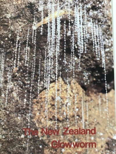 THE NEW ZEALAND GLOWWORM 