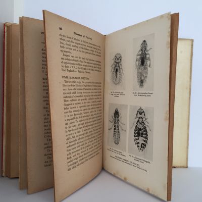DISEASES OF POULTRY