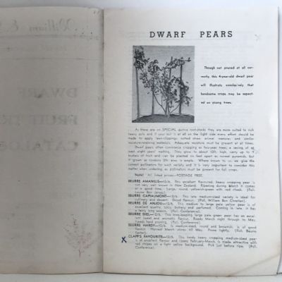 DWARF FRUIT TREE CATALOGUE