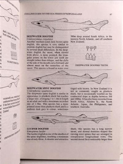 COLLINS GUIDE TO THE SEA FISHES of New Zealand