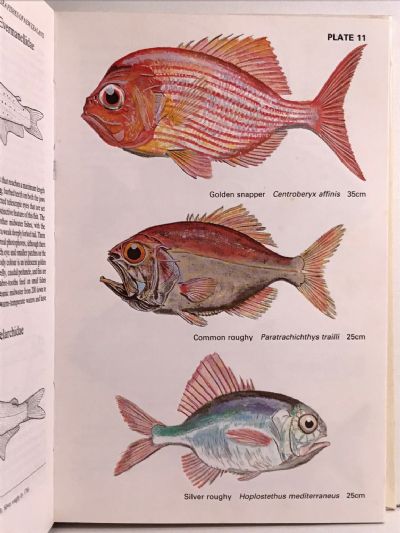 COLLINS GUIDE TO THE SEA FISHES of New Zealand