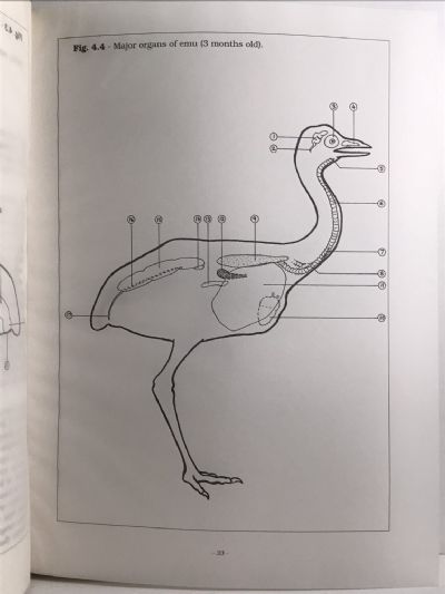 THE EMU FARMER'S HANDBOOK