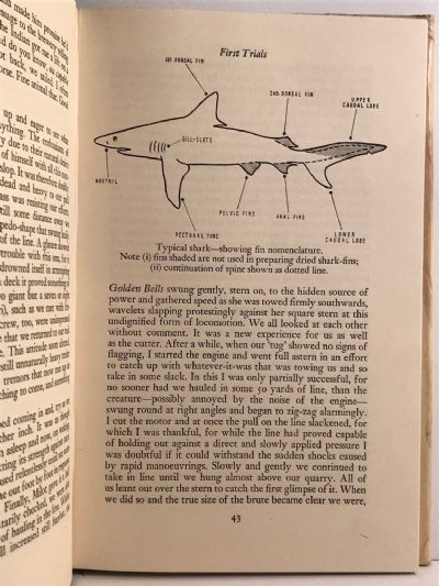SHARK FOR SALE