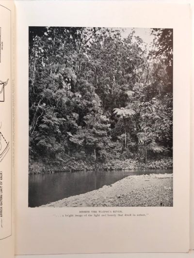 THE WAIPOUA KAURI FOREST of Northern New Zealand -  The Last Virgin Kauri Forest of New Zealand