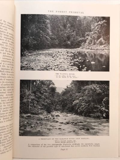 THE WAIPOUA KAURI FOREST of Northern New Zealand -  The Last Virgin Kauri Forest of New Zealand