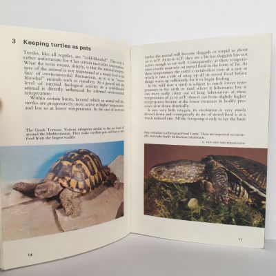 Enjoy Your Turtle