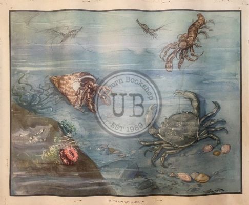 VINTAGE POSTER: No. 37 - The Crab with a Long Tail 