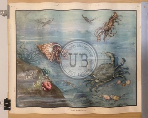 VINTAGE POSTER: No. 37 - The Crab with a Long Tail