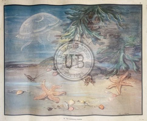 VINTAGE POSTER: No. 38 - The Surprising Starfish 