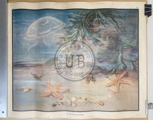 VINTAGE POSTER: No. 38 - The Surprising Starfish