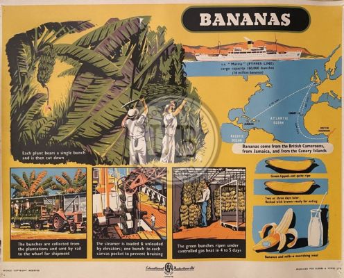VINTAGE POSTER: Bananas - How they are Grown and Sold 1950s 