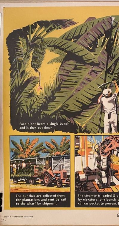 VINTAGE POSTER: Bananas - How they are Grown and Sold 1950s