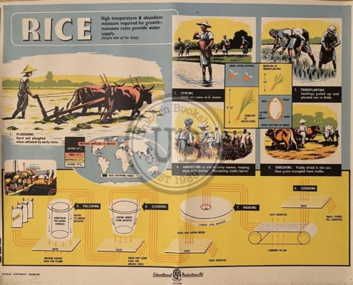 VINTAGE POSTER: Rice - How it is Grown and Sold 