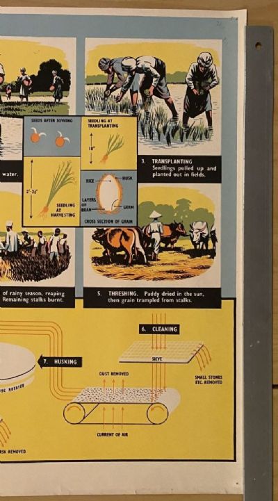 VINTAGE POSTER: Rice - How it is Grown and Sold