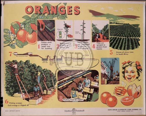 VINTAGE POSTER: Oranges