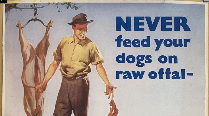 VINTAGE POSTER: New Zealand Department of Health / Hydatids in Farm Dogs 1950s